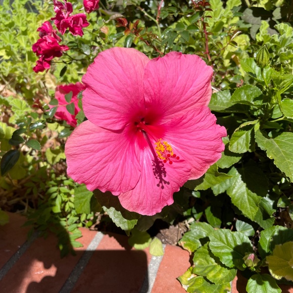 Meet your Posher, T - Picture 7 of 10